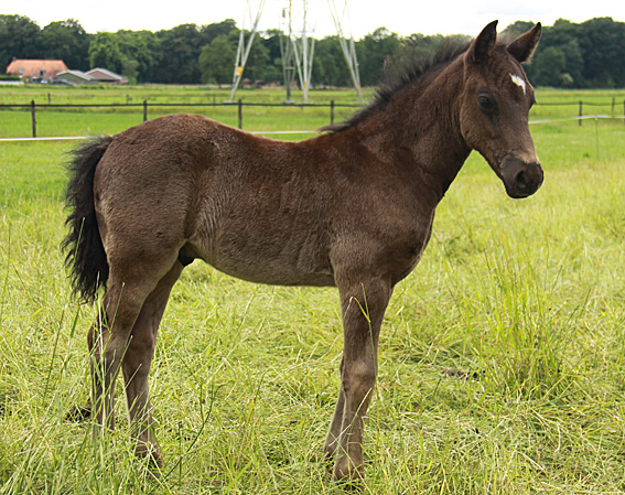 Welsh cob hengstveulen Zorro 3